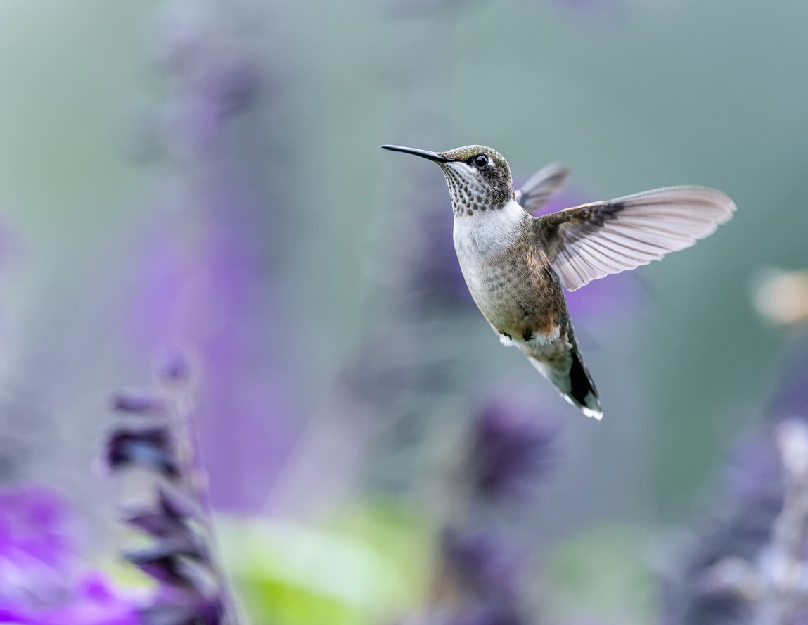 Small hummingbird flying over blooming flowers